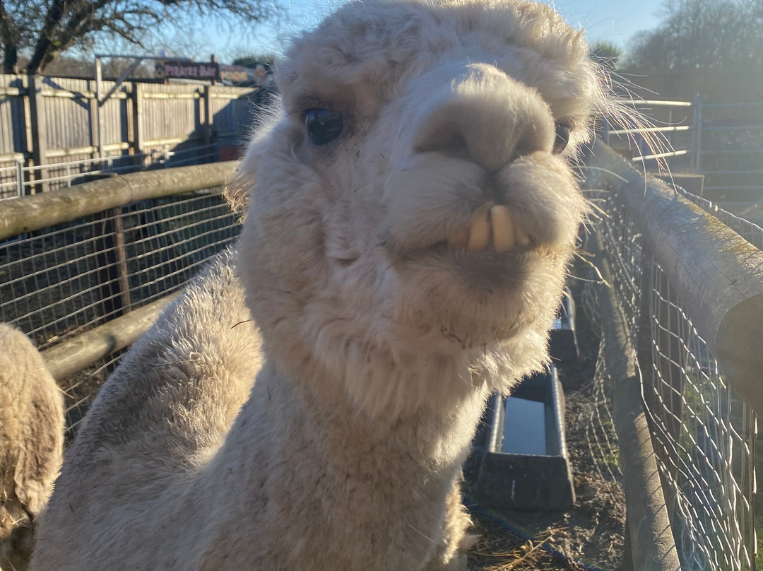 Promenade Park Petting Zoo-Maldon必去景点