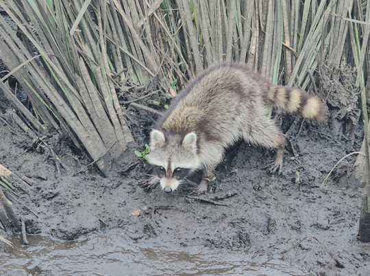 Ragin Cajun Airboat Tours-新奥尔良必去景点