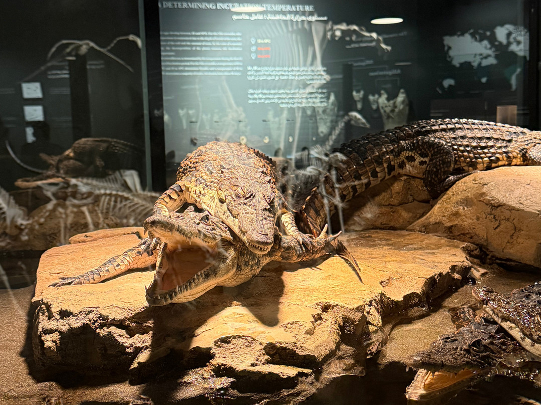 Dubai Crocodile Park-迪拜必去景点
