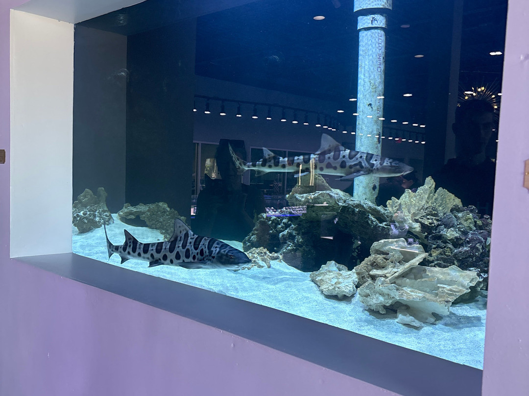 Boca Aquarium-博卡拉顿必去景点