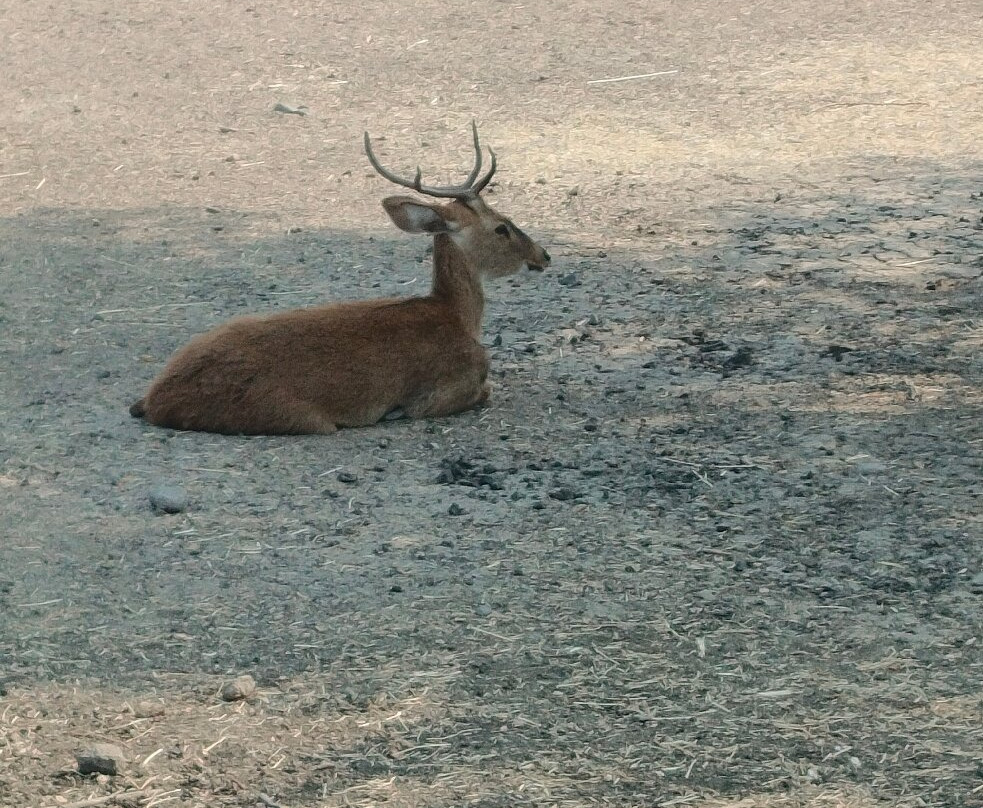 Gorewada Safari-那格浦尔必去景点