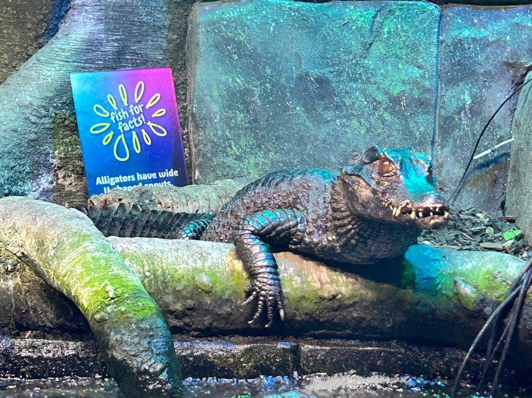 SEA LIFE Hunstanton-Hunstanton必去景点