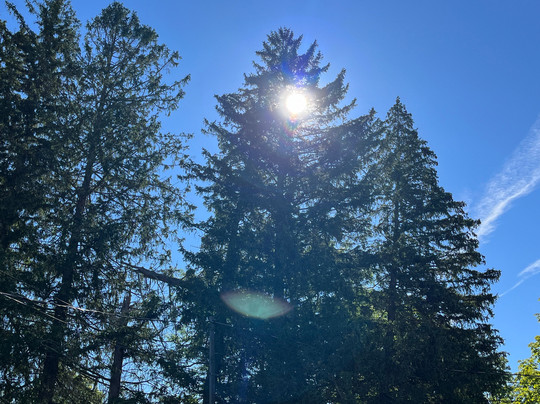 Pine Lake Manor主图