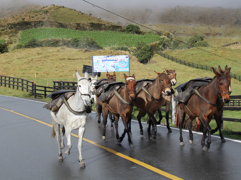 LAND SHARK TRAVEL-佩雷拉必去景点