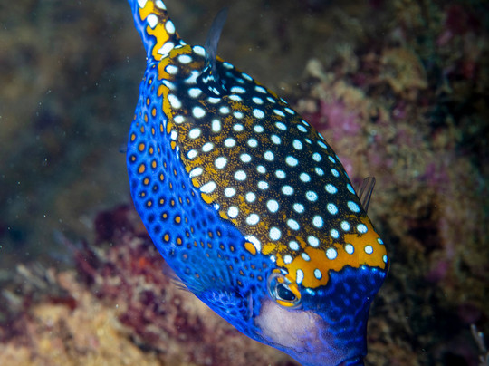 Costa Rica Adventure Divers-德雷克湾必去景点