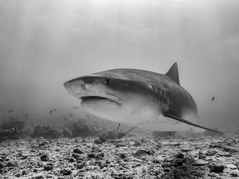 Scuba Butler Fuvahmulah-Fuvahmulah必去景点