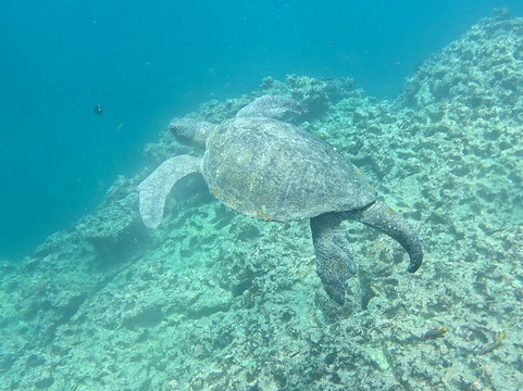 Turtle Island-维里亚米尔港必去景点