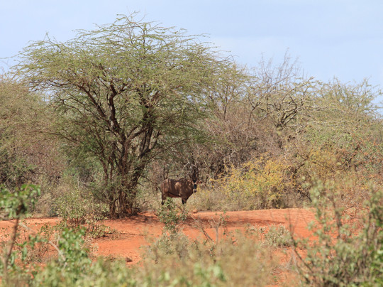 JT Safaris-迪亚尼必去景点