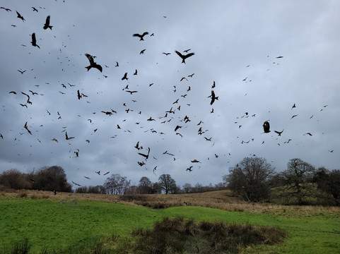 Gigrin Farm Red Kite Feeding Centre-Rhayader必去景点