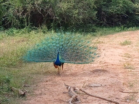 Freedom Safari Jeep Tours-蒂瑟默哈拉默必去景点
