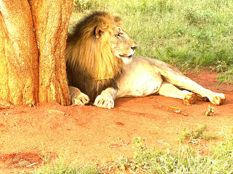 African Safari Group-开普敦必去景点