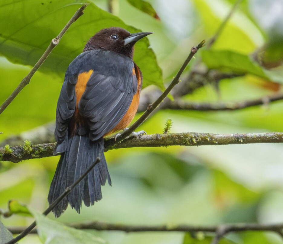 Domaine d'Emeraude-Le Morne-Rouge必去景点