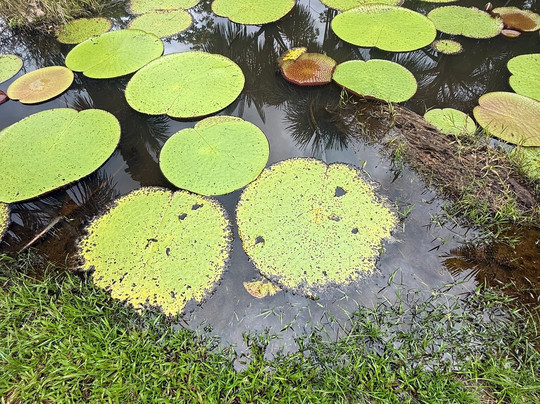 Amazon Experience-伊基托斯必去景点