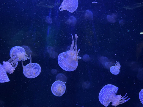 Aquarium La Rochelle-拉罗谢尔必去景点