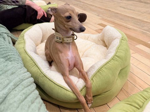 CuddlePups-芝加哥必去景点