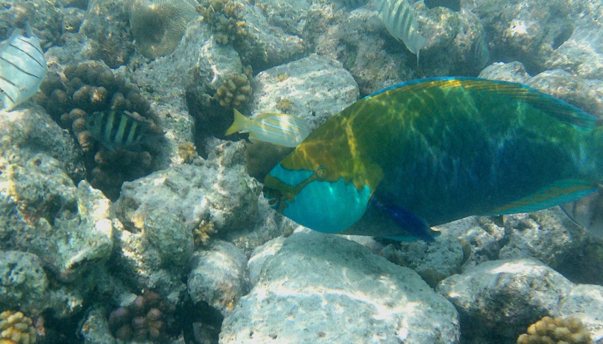 皇家岛度假村-官方