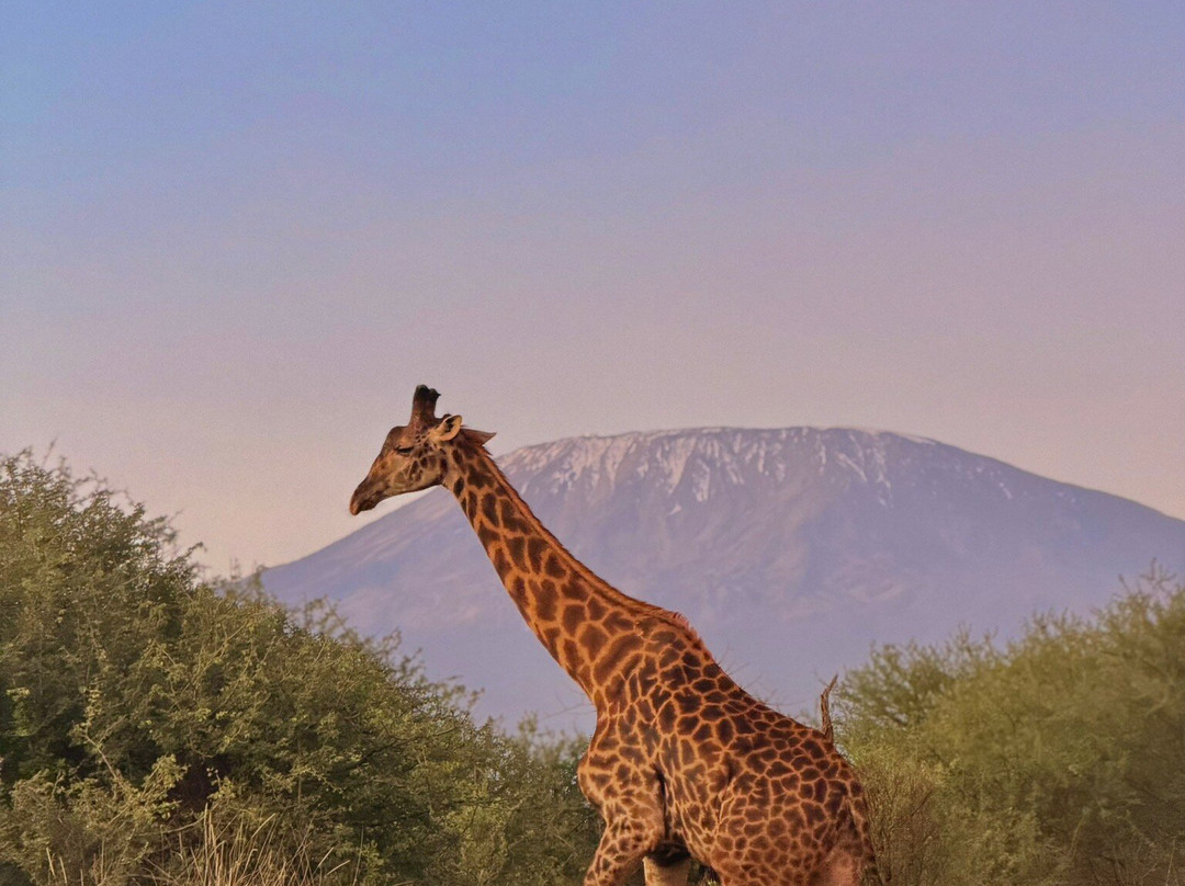 Axis Africa Safaris-内罗毕必去景点