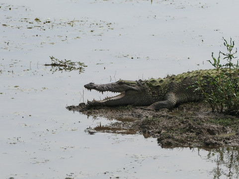 Ceylon Safari Tours-蒂瑟默哈拉默必去景点