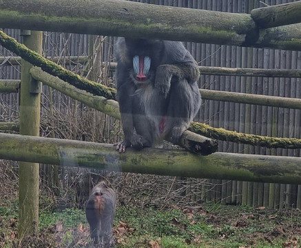 Wingham Wildlife Park-Wingham必去景点