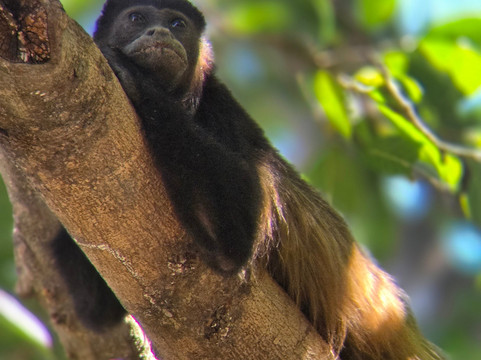 No Limit Adventures CR-利比里亚必去景点