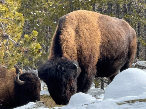 Old Faithful Snowmobile Tours - Day Tours-杰克逊必去景点