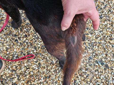 Weald & Downland Living Museum-Singleton必去景点