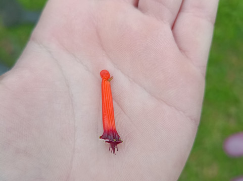 Quinta do Agricultor-蓬塔德尔加达必去景点