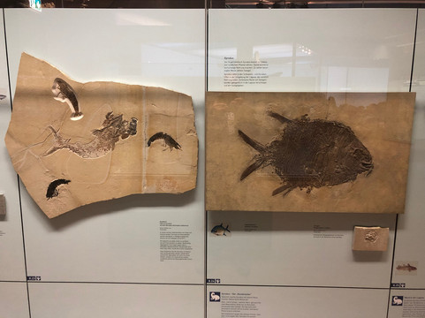 Naturkunde Museum Stuttgart-斯图加特必去景点