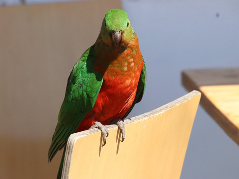 彼鲁兹洛恩酒店主图