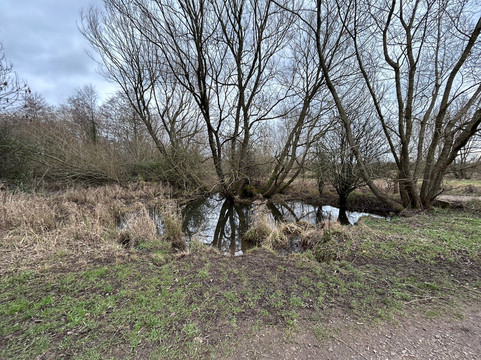 Nightingale Woods-斯温顿必去景点