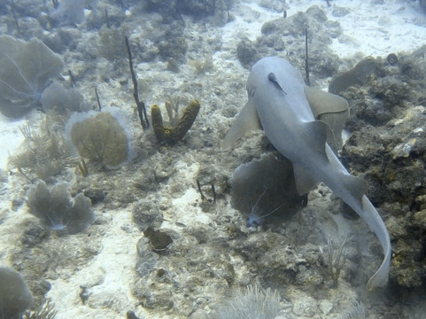 Tropical Sea Divers-博卡奇卡必去景点