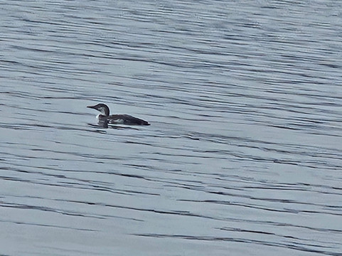 Jocassee Lake Tours-Salem必去景点