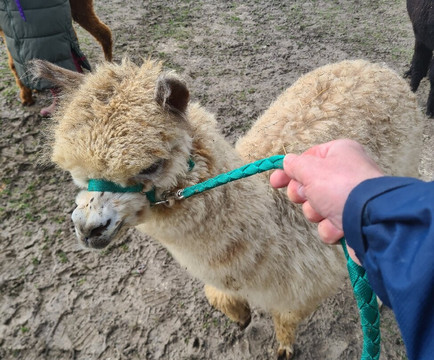 Pennybridge Farm Alpacas-胡克必去景点