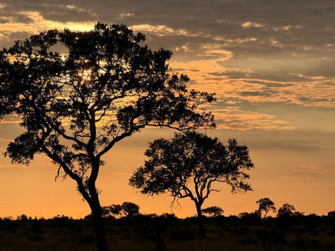 The Other Animals Safaris-克鲁格国家公园必去景点