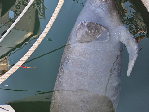 Captain Slate's SCUBA Adventures-Tavernier必去景点