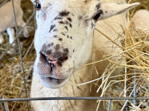 Cress Creeks Farm And Corn Maze-Ellijay必去景点