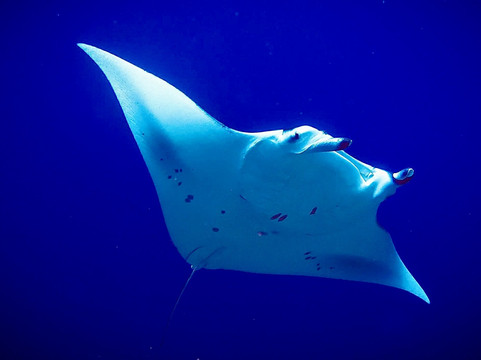 Addu Scuba Dive Maldives-阿斯杜太阳岛必去景点