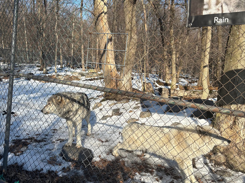 Lakota Wolf Preserve-Columbia必去景点