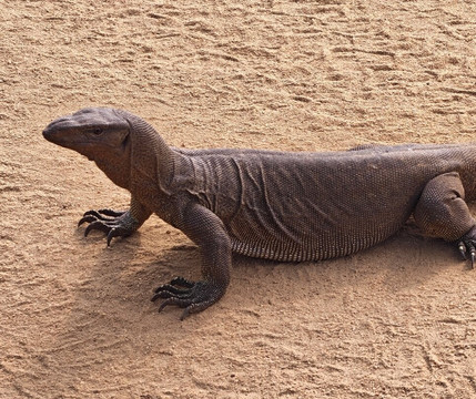 Kris Lanka Holidays-Matale必去景点