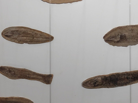 Museu Das Culturas Dom Bosco-大坎普市必去景点