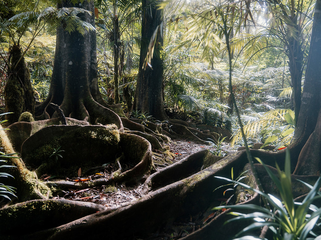 Kona Cloud Forest Sanctuary-凯鲁瓦-柯纳必去景点