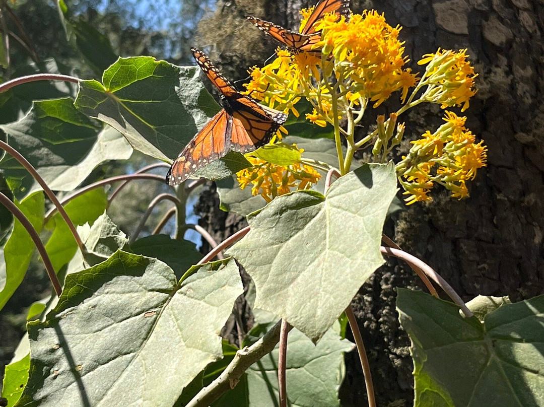 Tekpan Tours-墨西哥城必去景点