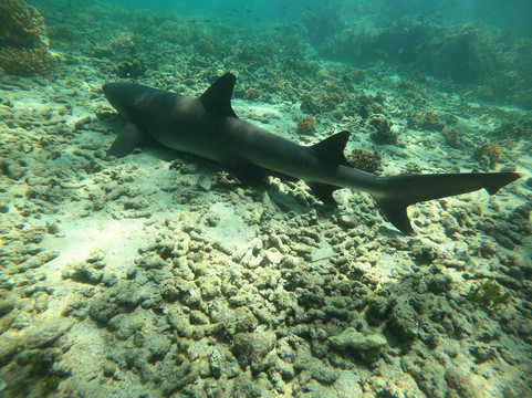 Pesca Panama-大卫市必去景点