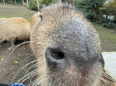 Greenacres Animal Park-Deeside必去景点