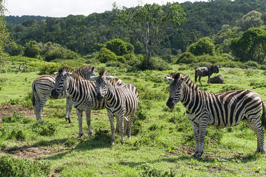 Sibuya Game Reserve - Private Day Trips-Kenton-on-Sea必去景点