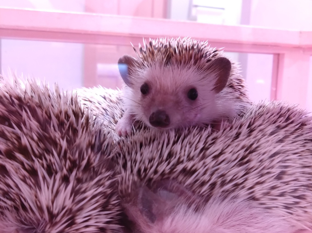 Harajuku Kawaii Land Kyun Kyun-涩谷区必去景点