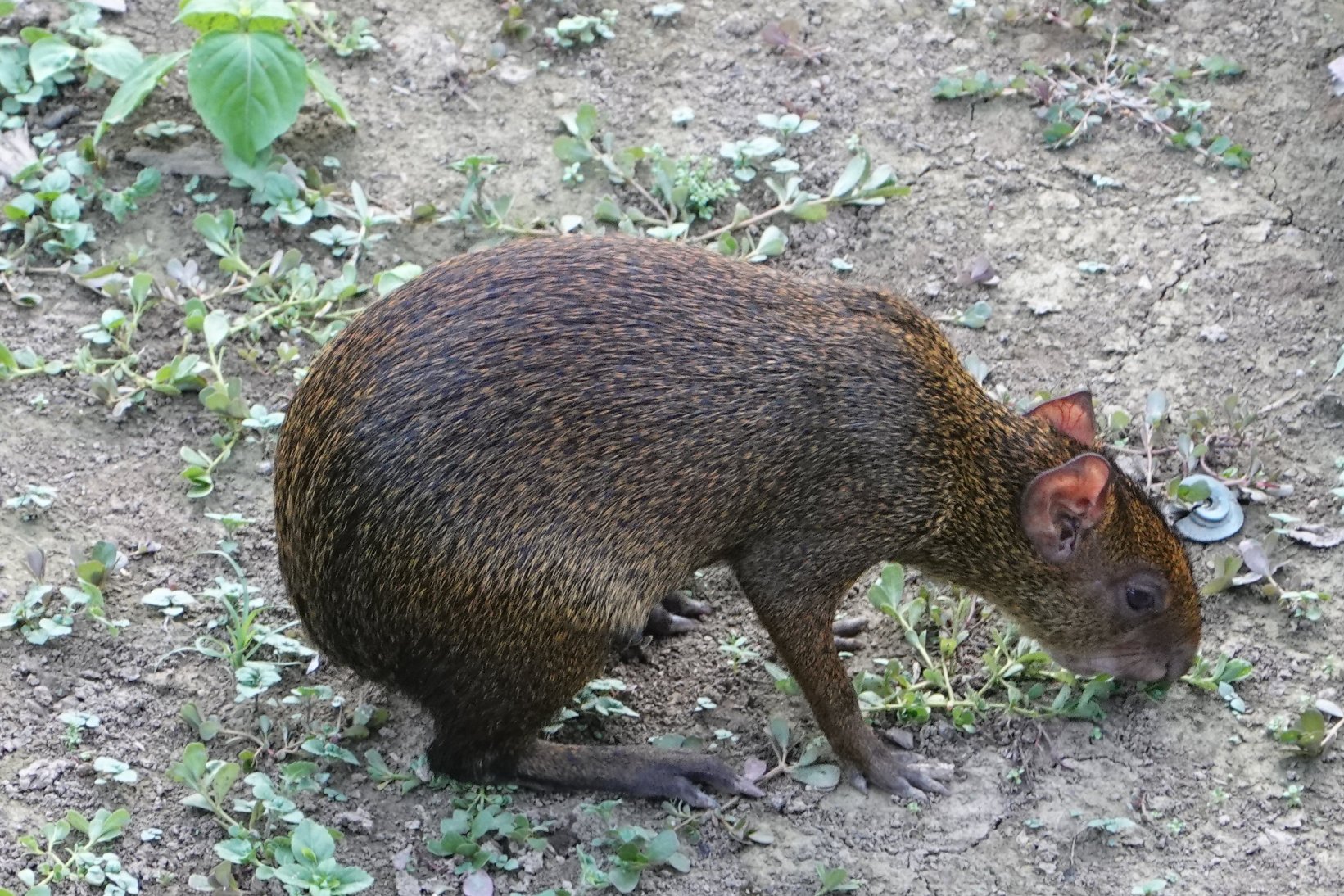 生态亚马逊旅馆-官方