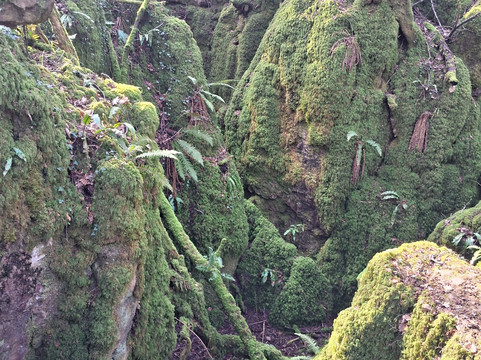 Puzzlewood-Coleford必去景点