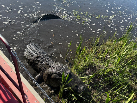New Orleans Airboat Tours-Marrero必去景点