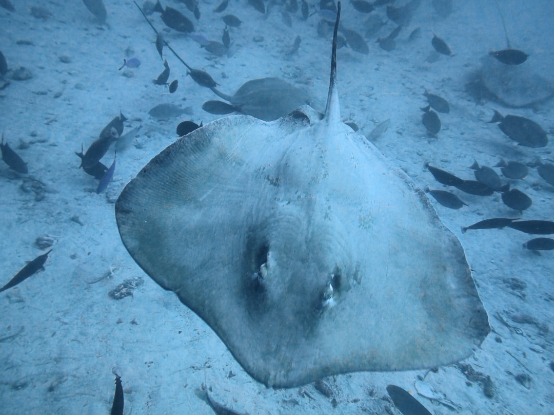 Bubbles Diving Center-Gulhi Island必去景点